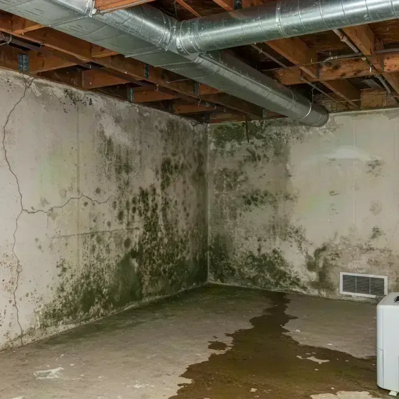 Professional Mold Removal in Point Pleasant, WV